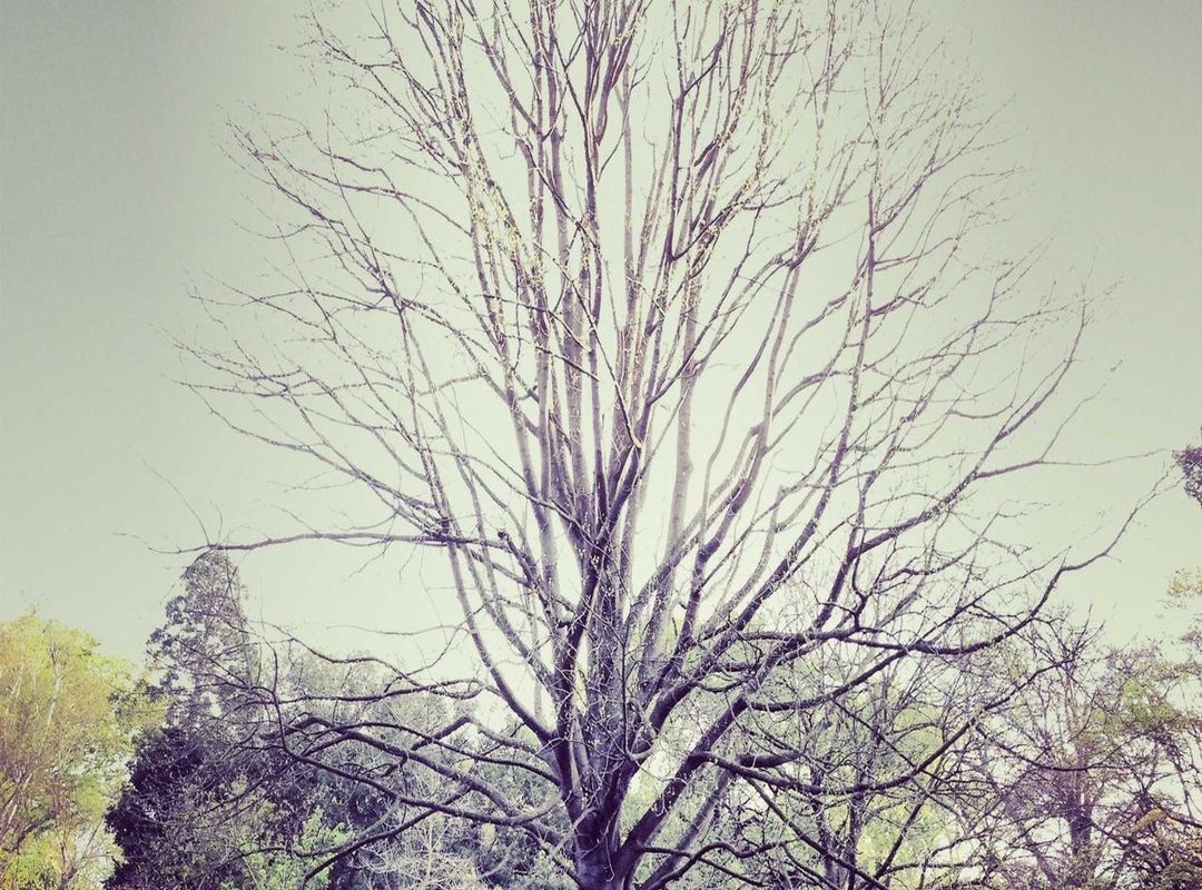 A Community in Mourning: Tributes and Remembrances