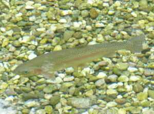 salmo 23 papiamentu