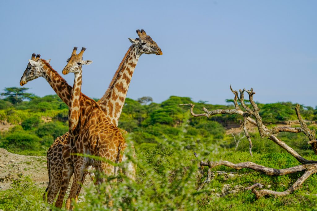 samwel nsyuka OZNe5jzwKnw unsplash