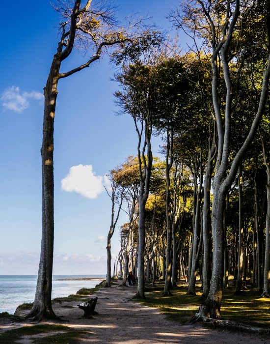 Serene coastal forest path at Nienhagen Beach, Germany, bathed in warm sunlight.